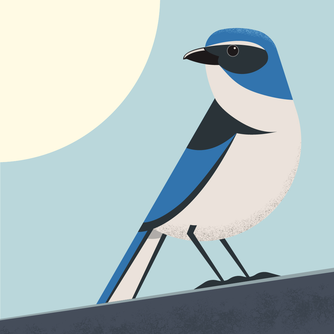 Flocktober gallery image